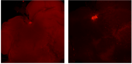 怎么造氧第一次！人类在火星上造出了氧气，人类殖民火星是不是有希望了——NATURE、SCIENCE最新快讯第199期_https://www.jmylbn.com_新闻资讯_第22张
