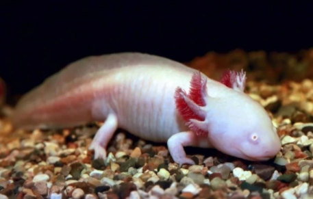 怎么造氧第一次！人类在火星上造出了氧气，人类殖民火星是不是有希望了——NATURE、SCIENCE最新快讯第199期_https://www.jmylbn.com_新闻资讯_第41张