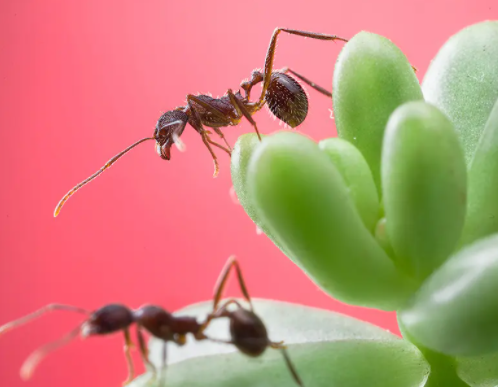 怎么造氧第一次！人类在火星上造出了氧气，人类殖民火星是不是有希望了——NATURE、SCIENCE最新快讯第199期_https://www.jmylbn.com_新闻资讯_第20张