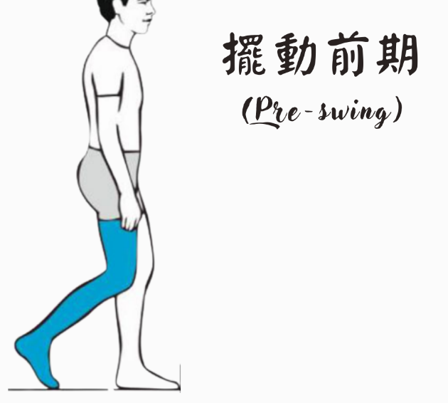 步态分析上曲线怎么解读「走路」是什么？ 物理治疗师教你如何分析人类的步态！_https://www.jmylbn.com_新闻资讯_第11张