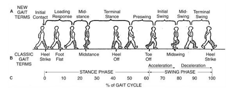 步态分析上曲线怎么解读「走路」是什么？ 物理治疗师教你如何分析人类的步态！_https://www.jmylbn.com_新闻资讯_第5张