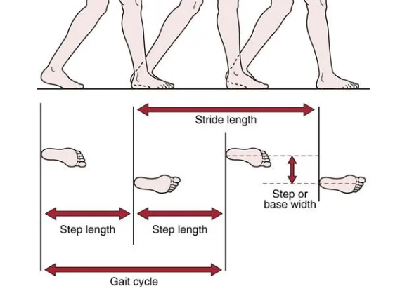 步态分析上曲线怎么解读「走路」是什么？ 物理治疗师教你如何分析人类的步态！_https://www.jmylbn.com_新闻资讯_第4张