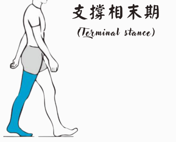步态分析上曲线怎么解读「走路」是什么？ 物理治疗师教你如何分析人类的步态！_https://www.jmylbn.com_新闻资讯_第10张
