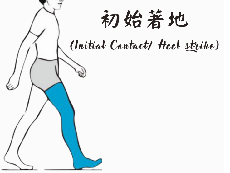 步态分析上曲线怎么解读「走路」是什么？ 物理治疗师教你如何分析人类的步态！_https://www.jmylbn.com_新闻资讯_第7张