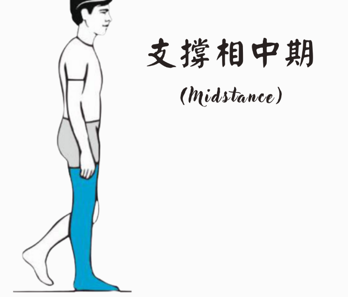 步态分析上曲线怎么解读「走路」是什么？ 物理治疗师教你如何分析人类的步态！_https://www.jmylbn.com_新闻资讯_第9张