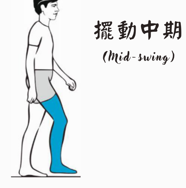 步态分析上曲线怎么解读「走路」是什么？ 物理治疗师教你如何分析人类的步态！_https://www.jmylbn.com_新闻资讯_第13张