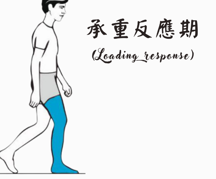 步态分析上曲线怎么解读「走路」是什么？ 物理治疗师教你如何分析人类的步态！_https://www.jmylbn.com_新闻资讯_第8张