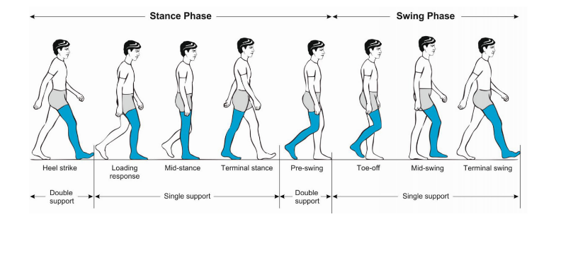 步态分析上曲线怎么解读「走路」是什么？ 物理治疗师教你如何分析人类的步态！_https://www.jmylbn.com_新闻资讯_第6张