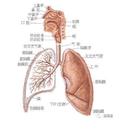 人体八大系统 呼吸系统 慧药通 微信公众号文章阅读 Wemp