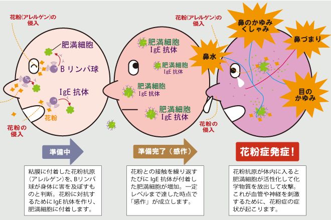 暖冬影响日本樱花前线受全面提前 日本花粉症如何防 东京爱家园 微信公众号文章阅读 Wemp