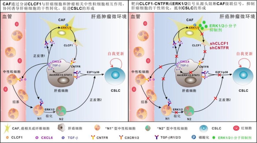 夏建川研究员团队研究成果：成纤维细胞通过重塑肿瘤微环境促进肝癌发生发展-肽度TIMEDOO