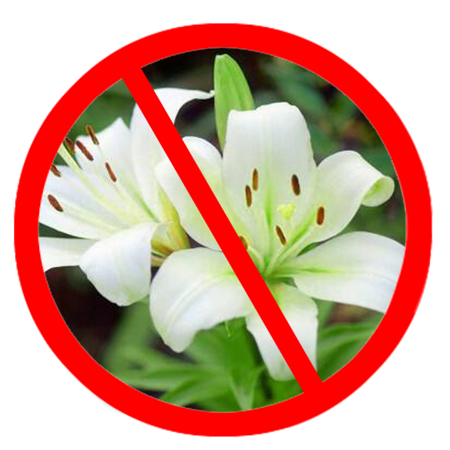 猫咪科普 猫和食物 不能吃的植物 热点讯息网