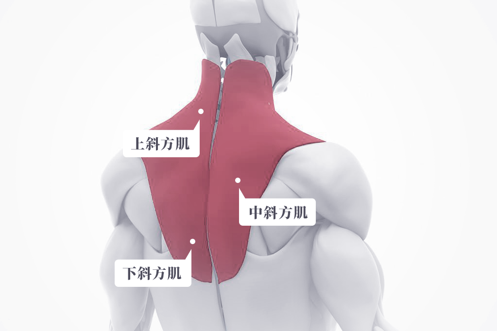 環亞健康丨脖子痛肩膀酸身體最容易緊張的肌肉這