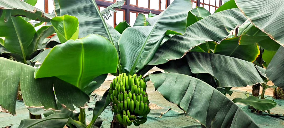 大名植物王国香蕉.png