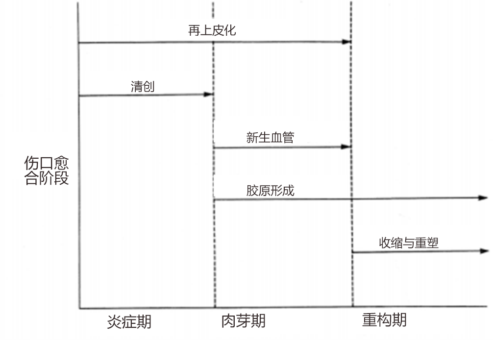 二氧化碳(co2)激光治疗是什么CO2激光手术后的伤口愈合研究_https://www.jmylbn.com_新闻资讯_第1张