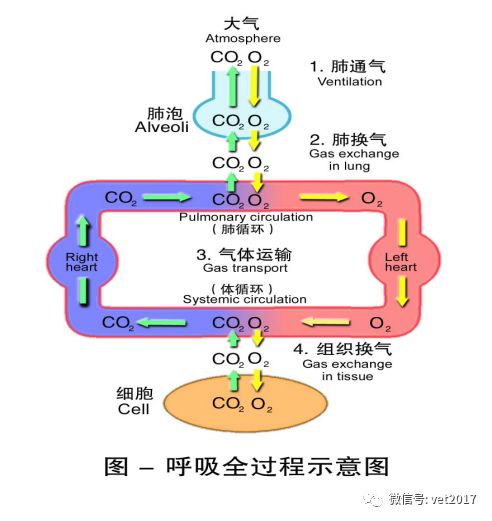 执兽考试 动物生理学 第篇 兽医学苑 微信公众号文章阅读 Wemp