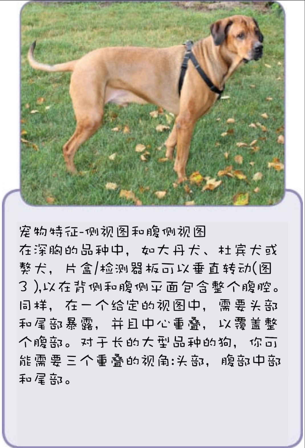 动物拍片腹部怎么摆【译文推荐】小动物腹部x线摄影术，一文教会你如何拍摄出一张高质量的x光片！_https://www.jmylbn.com_新闻资讯_第4张