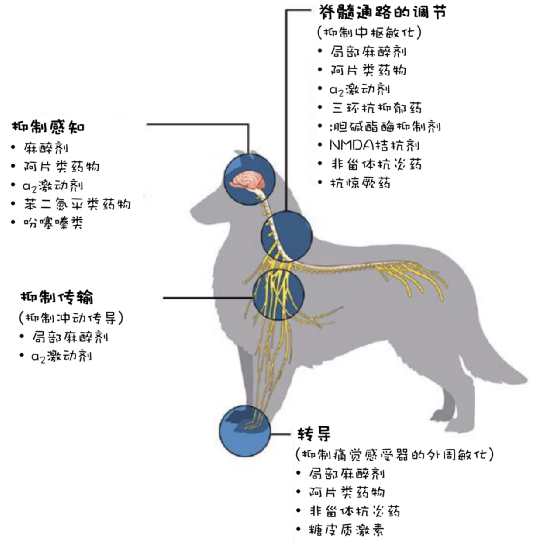 动物怎么麻醉小动物患者局部麻醉_https://www.jmylbn.com_新闻资讯_第2张