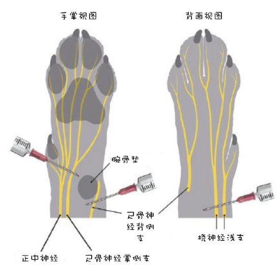 动物怎么麻醉小动物患者局部麻醉_https://www.jmylbn.com_新闻资讯_第3张