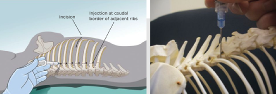 动物怎么麻醉小动物患者局部麻醉_https://www.jmylbn.com_新闻资讯_第6张