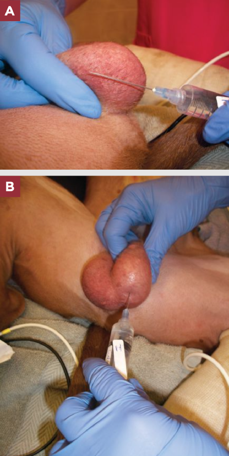 动物怎么麻醉小动物患者局部麻醉_https://www.jmylbn.com_新闻资讯_第8张