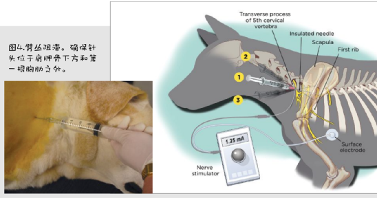 动物怎么麻醉小动物患者局部麻醉_https://www.jmylbn.com_新闻资讯_第5张