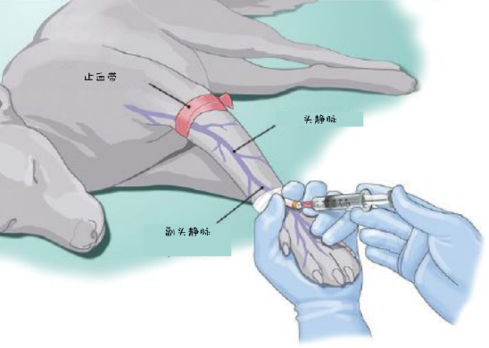 动物怎么麻醉小动物患者局部麻醉_https://www.jmylbn.com_新闻资讯_第4张