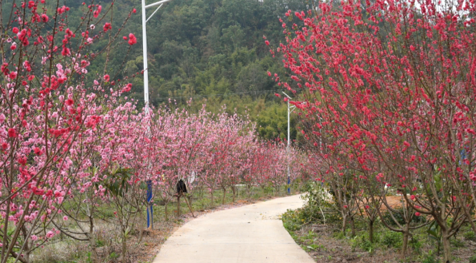 美封开这里的鹰嘴桃花已绽放7月还有