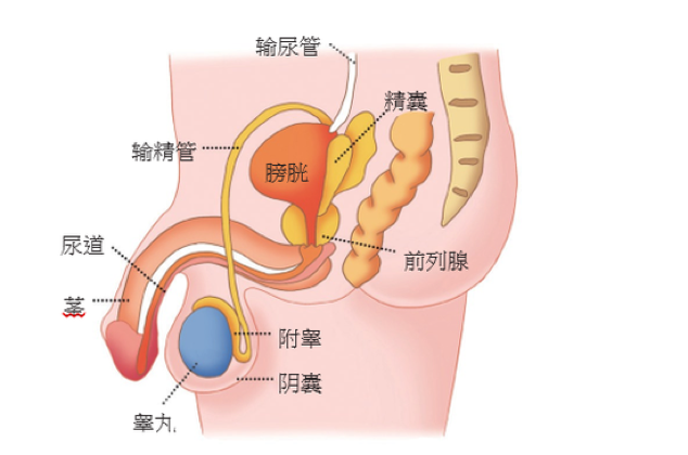 男性体检二三事