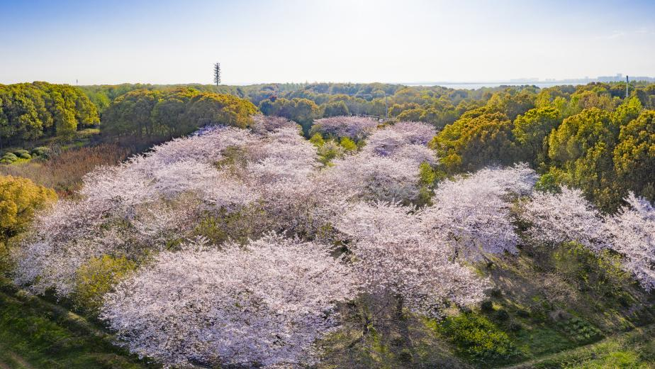 5km门票:免费地址:周市镇康复医院对面