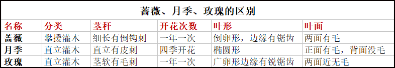 月季花和玫瑰花的区别_月季和玫瑰区别图解_月季和玫瑰区别