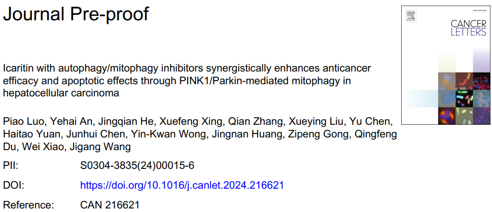CancerLetters：淫羊藿素与自噬—线粒体自噬抑制剂协同增强肝细胞癌的抗癌功效和凋亡作用