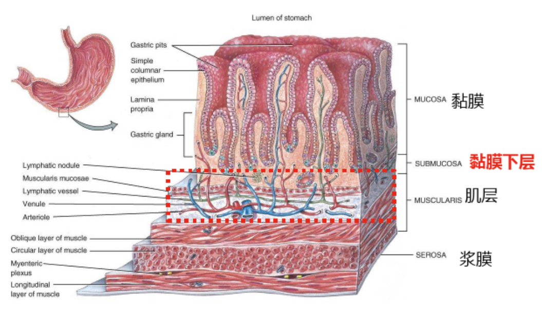 直肠吻合器钉子什么样结直肠手术缝合技术和缝线选择_https://www.jmylbn.com_新闻资讯_第3张
