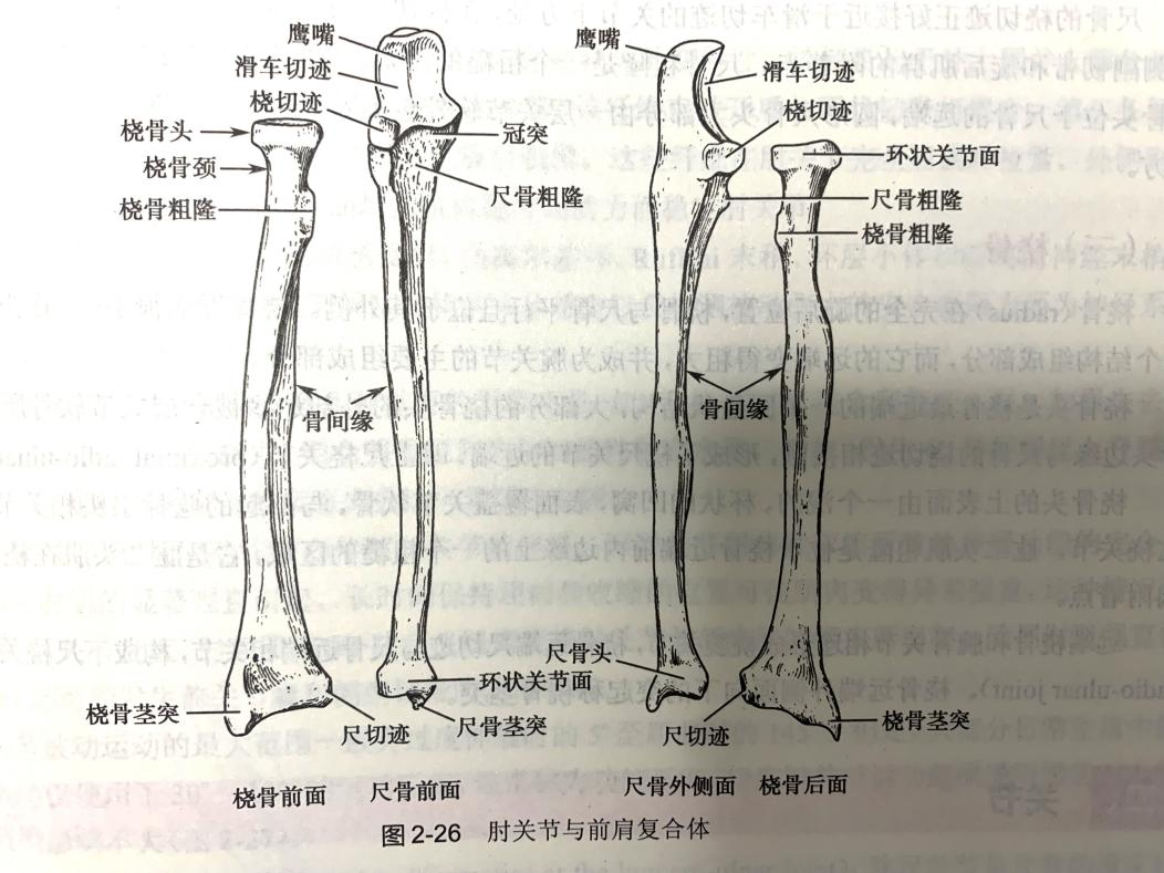 能屈能伸丨肘关节康复要按四个周期系统进行 切忌盲目极端