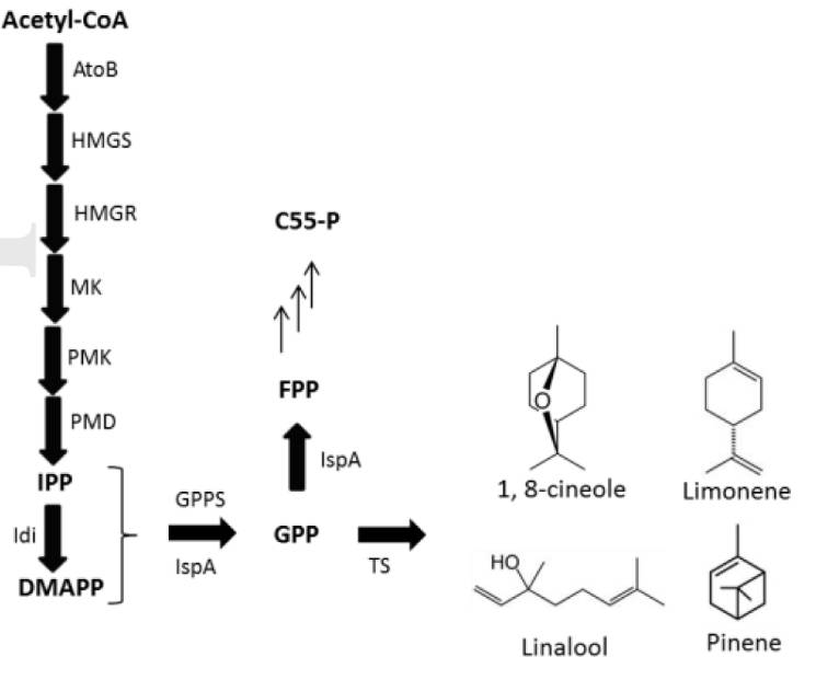 coli中异源表达甲羟戊酸途径(mevalonate-dependent pathway , mva)