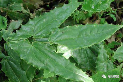 淫羊藿的功效及作用