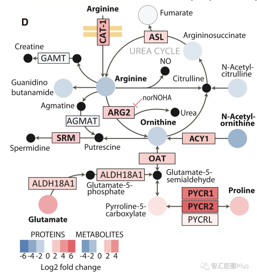 cell重大发现代谢组和蛋白组联手解析精氨酸如何调控t细胞代谢并增强