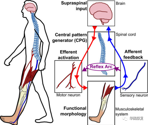 步态分析上曲线怎么解读步态分析，认识我们的步态和异常步态_https://www.jmylbn.com_新闻资讯_第9张