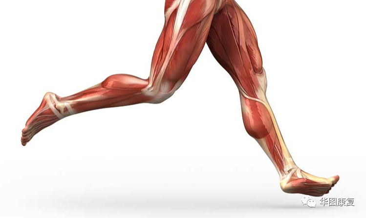 步态分析上曲线怎么解读步态分析，认识我们的步态和异常步态_https://www.jmylbn.com_新闻资讯_第5张
