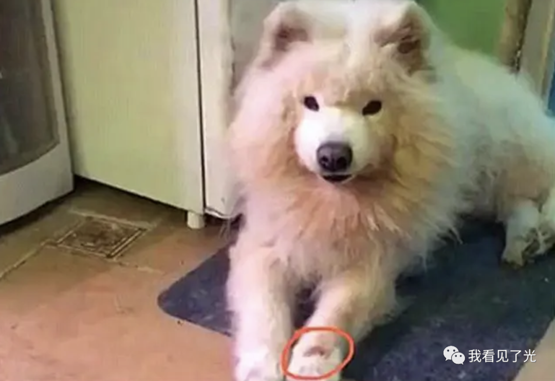 【万物皆有灵】