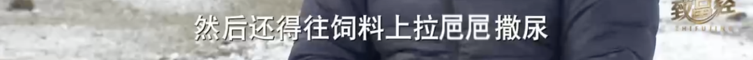 致富经鹅养殖技术视频_三农致富养鹅视频_致富经养鹅视频