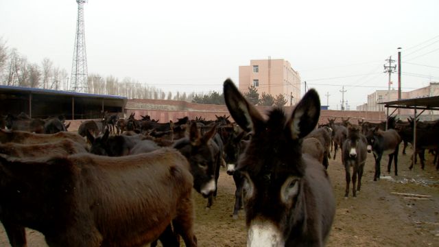 驴养殖前景_养驴的效益_致富经养驴