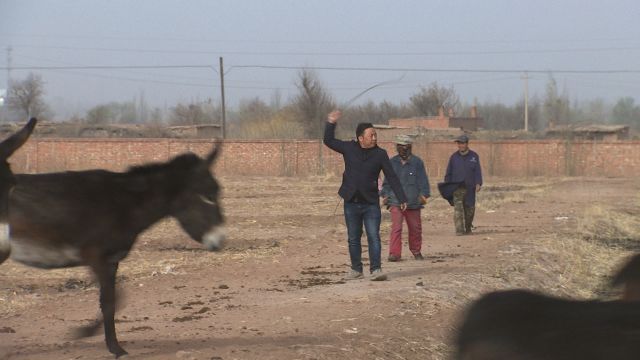 致富经养驴_养驴是农村致富的好项目_养驴致富故事