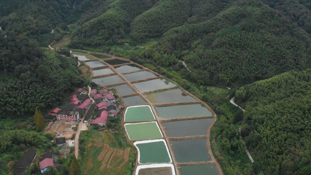 致富经泥鳅_致富经泥鳅养殖视频全集_泥鳅养殖户抱团致富