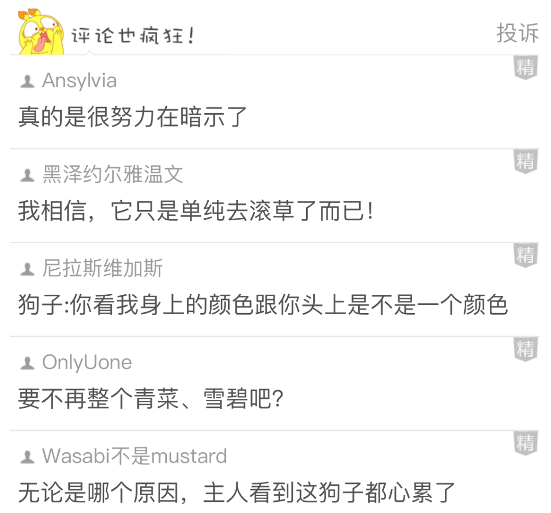 【爆笑】看了我家狗子的暗示，我怀疑对象做了什么对不起我的事.......（组图） - 2