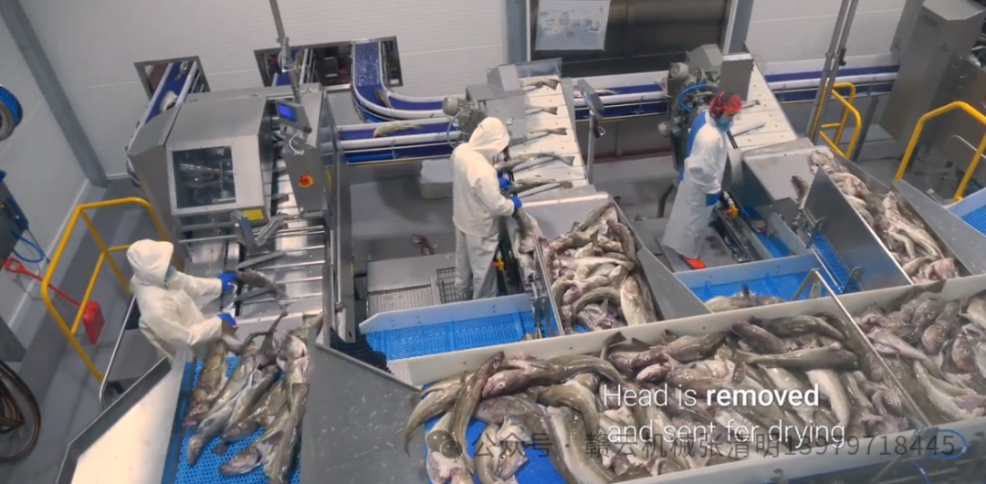 大型水产鱼类深加工机械生产鱼头鱼片鱼丸自动化设备