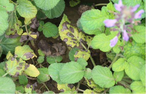 丹参病虫害与防治 - 腾源春商城