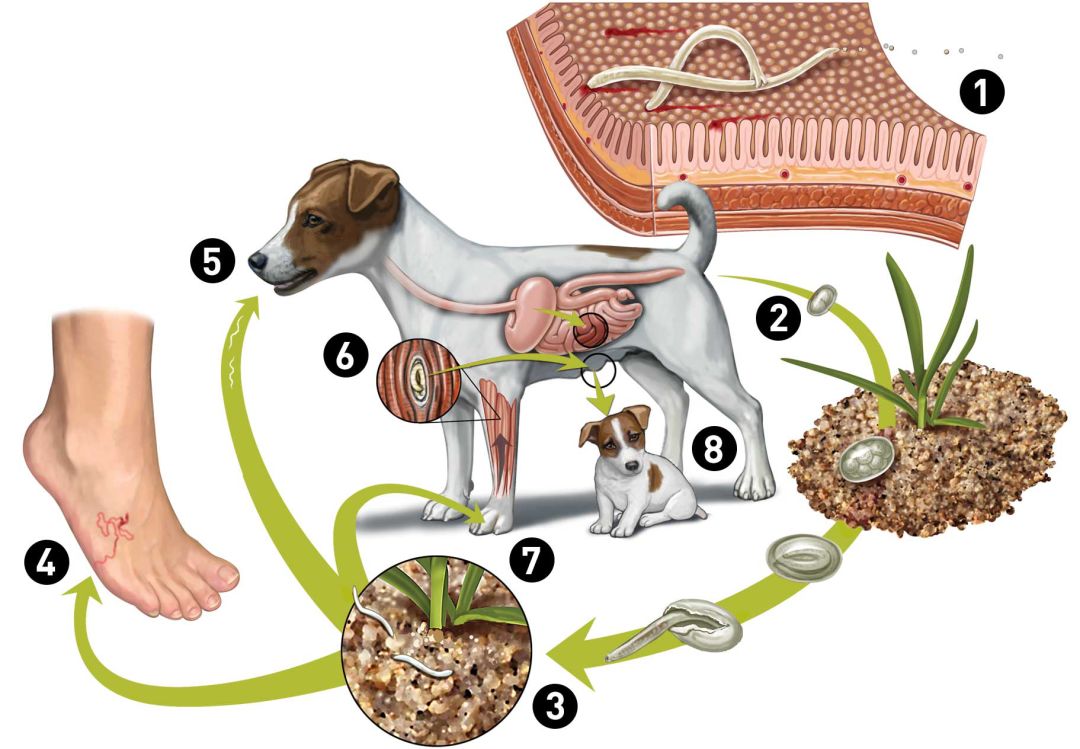 驱虫小贴士丨第10期 钩虫感染途径 总共有几种 海正爱宠医师 微信公众号文章阅读 Wemp