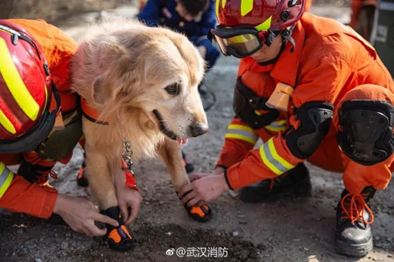 「一張圖告訴你為什麼搜救犬也是戰士！」 寵物 第12張