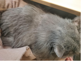 这猫真是蓬松啊！看着手感就很好